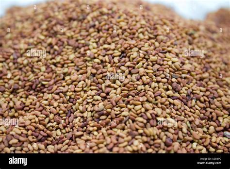Alfa alfa seeds hi-res stock photography and images - Alamy