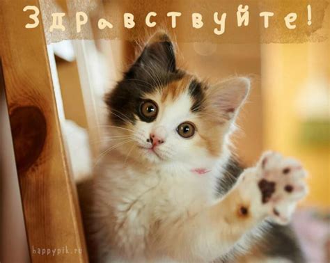 Красивые картинки Здравствуйте - скачать бесплатно (38 шт.)