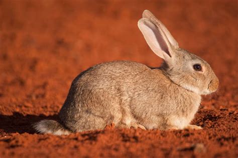 1,100+ European Rabbit Photos Stock Photos, Pictures & Royalty-Free ...