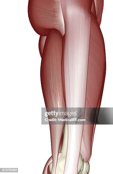 iliotibial tract   premium high res pictures getty images