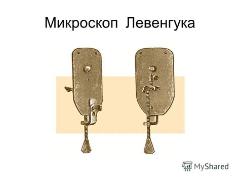 Презентация на тему: "Тема урока: «Живые клетки». Кроссворд Лупа ...