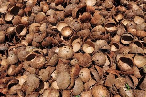 coconut shell  kozhikode kerala  latest price  suppliers
