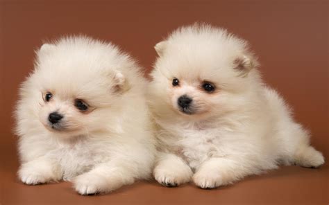 pomeranian dog dogs wallpapers hd desktop  mobile backgrounds