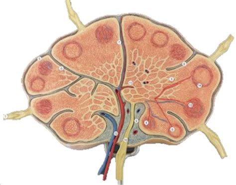 lab  lymphatic  respiratory lymph node model diagram quizlet