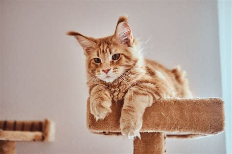 Biggest Cat Breeds in The World [Domestic Cats]