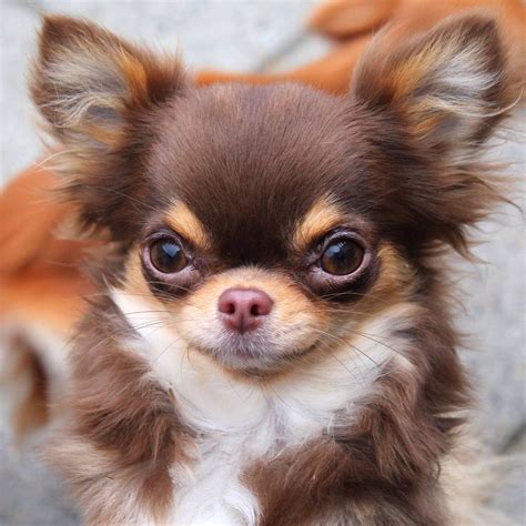 chihuahua chihuahua hund chihuahua chihuahua welpen