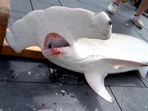 Scalloped Hammerhead Shark – "OCEAN TREASURES" Memorial Library