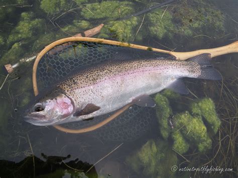 Native Trout Fly Fishing: Hatchery Strain Rainbow Trout