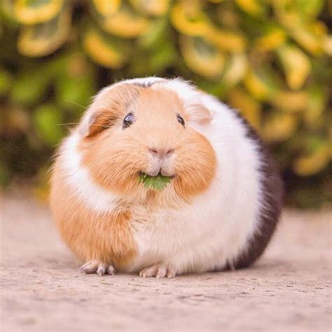 happiest guinea pig   attwoteenypigs cute guinea pigs