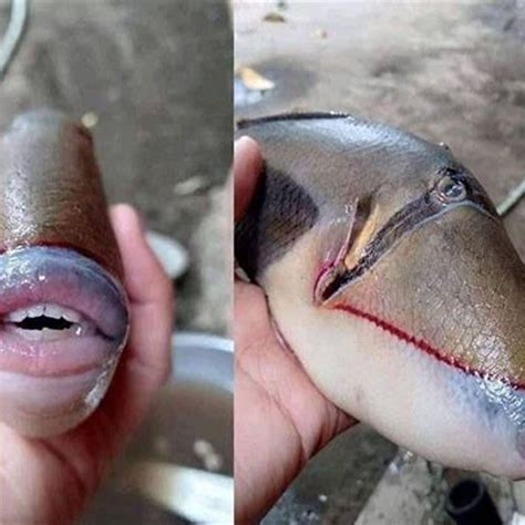 What fish has human like teeth? - DIY Seattle