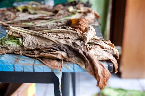kubanischer Tabak - Handgemachte kubanische Zigarren | Handgemachte ...