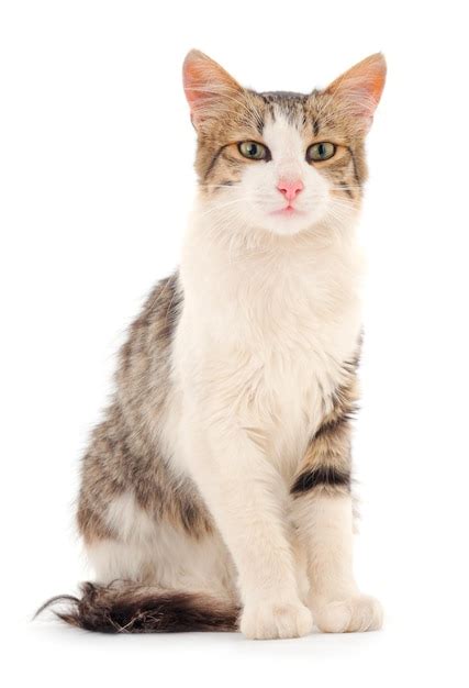 Premium Photo | Gray house cat