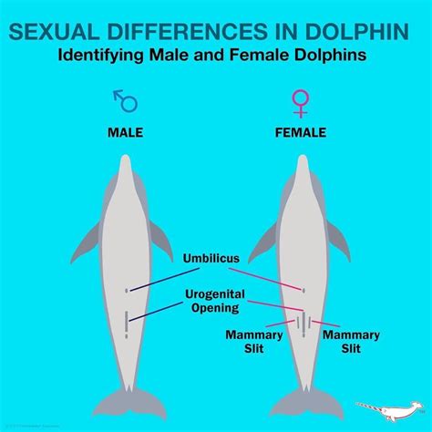 Pin on Animal Information