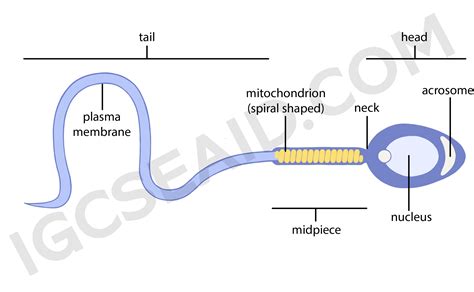 B2.1 – Cell Structure – IGCSE AID