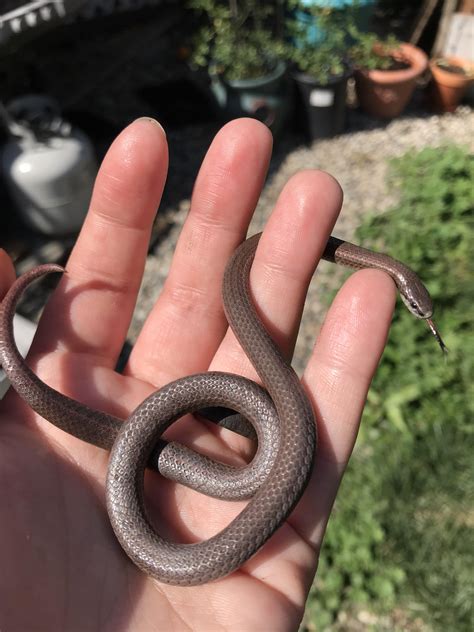 My first ever wild find! A sharp-tailed snake that was investigating