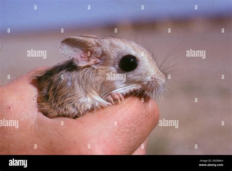 Lesser egyptian jerboa (Jaculus jaculus), Little desert jumping mice ...