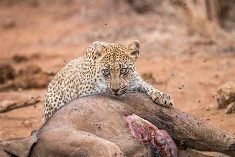 O Que O Leopardo Come - Leopardo Que Come El Elefante Del Bebé Foto de archivo - Imagen de ...