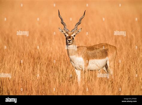 male indian blackbuck    blackbuck  indian antelope
