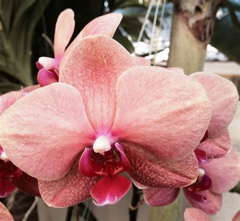 Salmon colored orchid | Beautiful orchids, Phalaenopsis orchid, Flowers