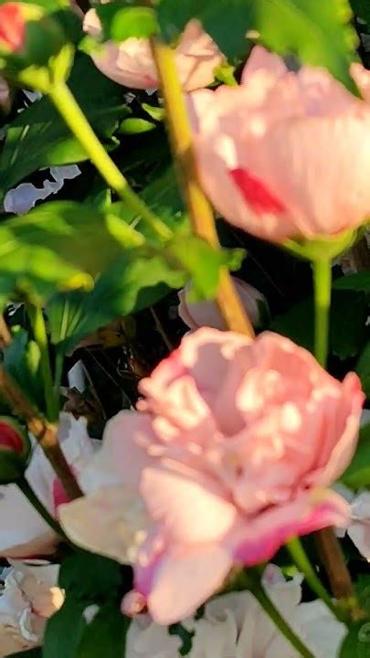 5 август 2024 г. Сирийски хибискус,Дървовидна ружа,Hibiscus syriacus ...