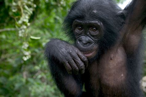 Homosexuality In The Animal Kingdom