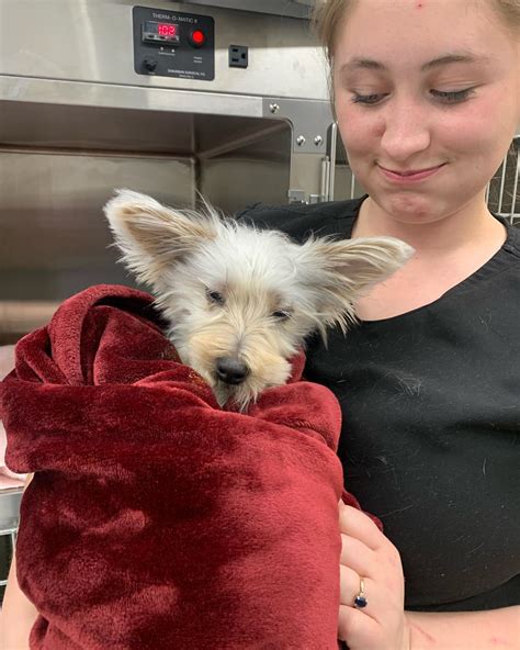 Goose Creek Vet Hospital (@goosecreekvet) • Instagram photos and videos