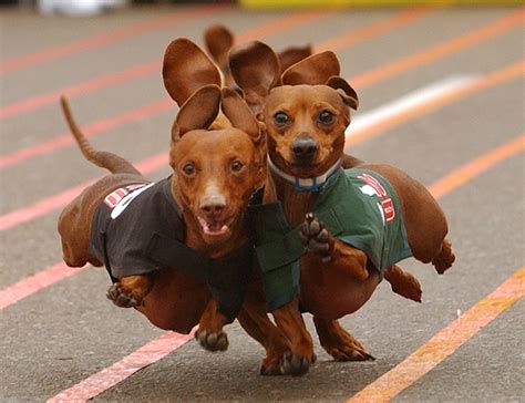 Speedy wieners: Buda hosts stumpy hopefuls in this weekend's Wiener Dog