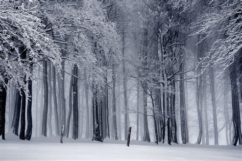 Winter Scene Free Stock Photo - Public Domain Pictures