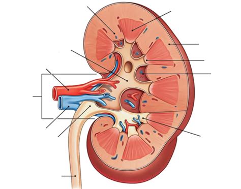 cat kidney diagram Quiz