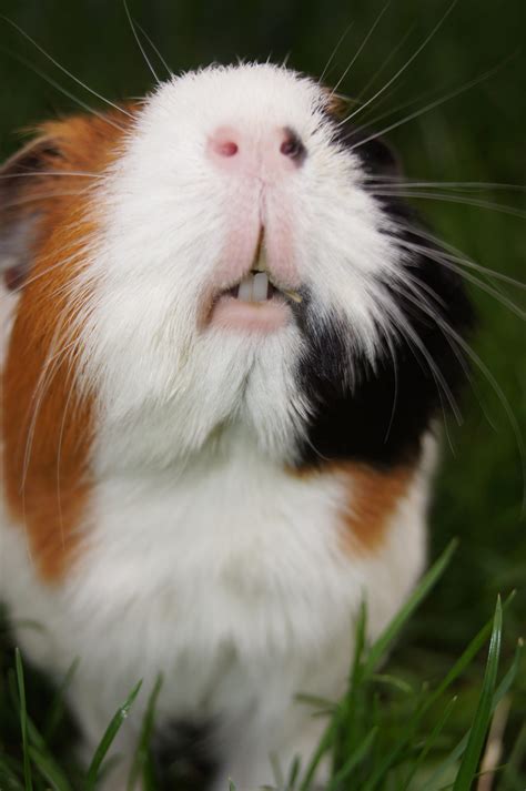 what happens if guinea pig hyperactive safely 1