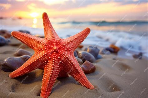 Premium Photo | Exploring the Enchanting Beauty of Starfish in Beachs ...