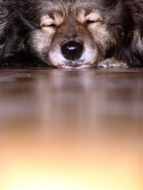 Dog Wolfspitz Snout - Free photo on Pixabay - Pixabay