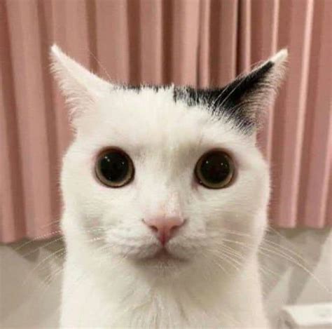 goofy cat pfp ideas express  playful side pretty cats cute cats