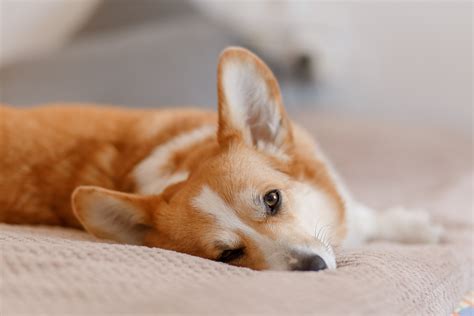 Corgi Photos, Download The BEST Free Corgi Stock Photos & HD Images