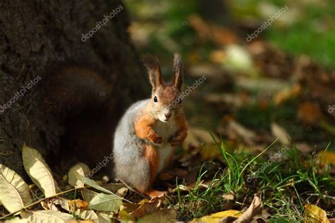 Squirrel in autumn forest — Stock Photo © yellow2j #6932346