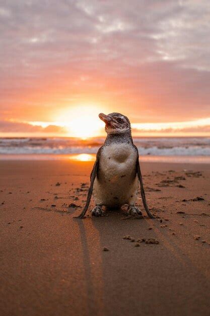 Premium Photo | Penguin on the beach