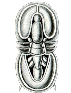 Agnostus | Wiki Prehistórico | FANDOM powered by Wikia