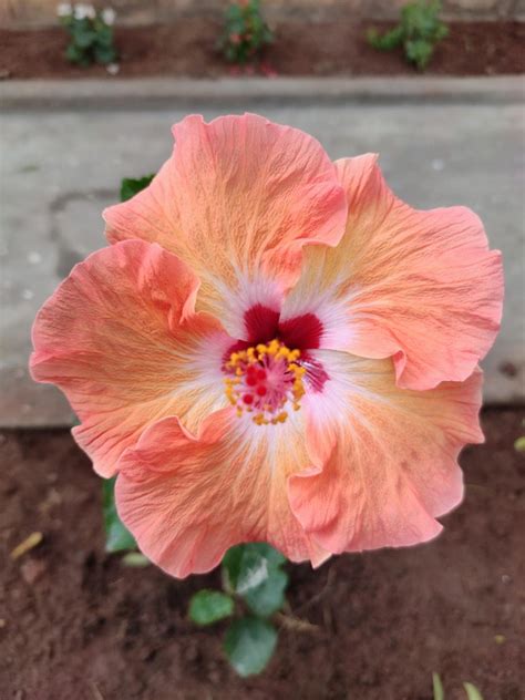 hibiscus flower milk pink star  photo  pixabay pixabay