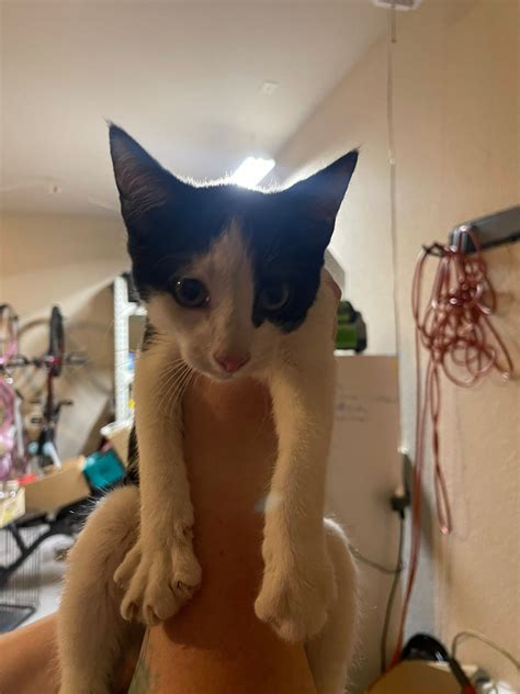 Lost And Found Pets In Fort Worth & Surrounding Areas | FOUND kitten