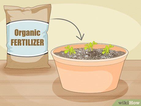 3 Ways to Germinate Seeds - wikiHow