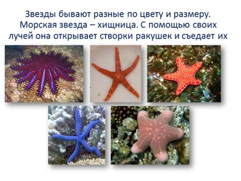 Презентация - Морские обитатели