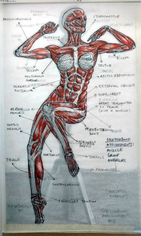 2015 MUSCLES Overlay, Picture #1 by arielaguire on DeviantArt | Anatomy ...