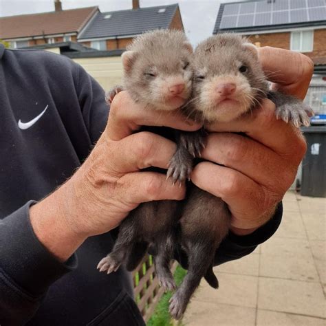 Ferret Babies
