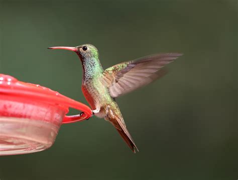 Pájaro Colibrí Alimentador Del - Foto gratis en Pixabay - Pixabay