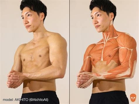 by Kyria Kalipay on Manga Inspirations | Human body muscles, Human ...