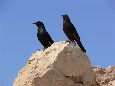 vertebrate animal features 9