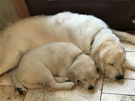 Idaho White Goldens – Home of Exquisite English Cream Golden Retreivers