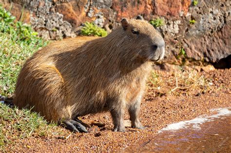 Un Capybara Se Tient à Côté D'un Bassin D'eau. | Photo Premium