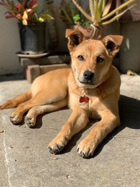 Shelter guessed small shepherd mix? 5.5 months old. Photos of mom