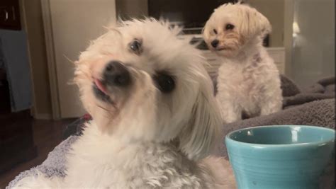 793 best r/maltipoo images on Pholder | Quincy posing after getting ...